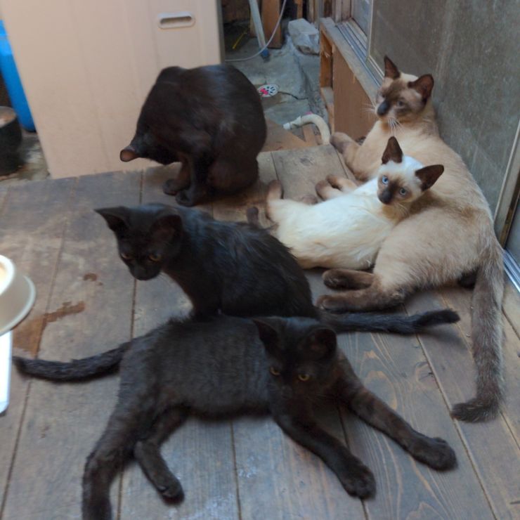 可愛い仔猫