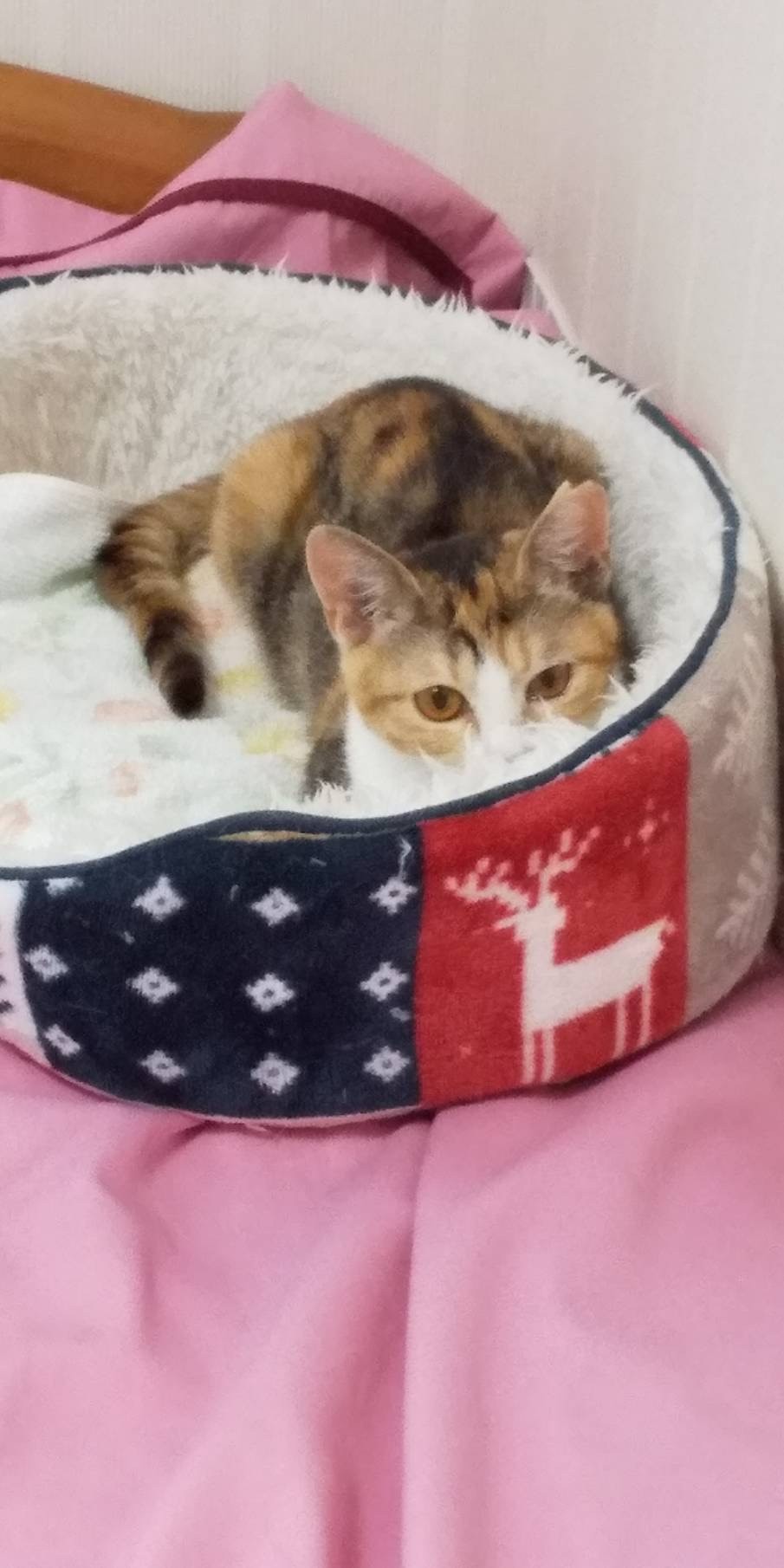 早く子猫を手術していてくれたなら