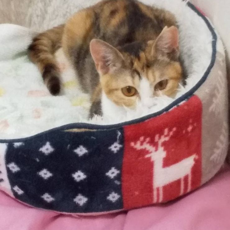 早く子猫を手術していてくれたなら