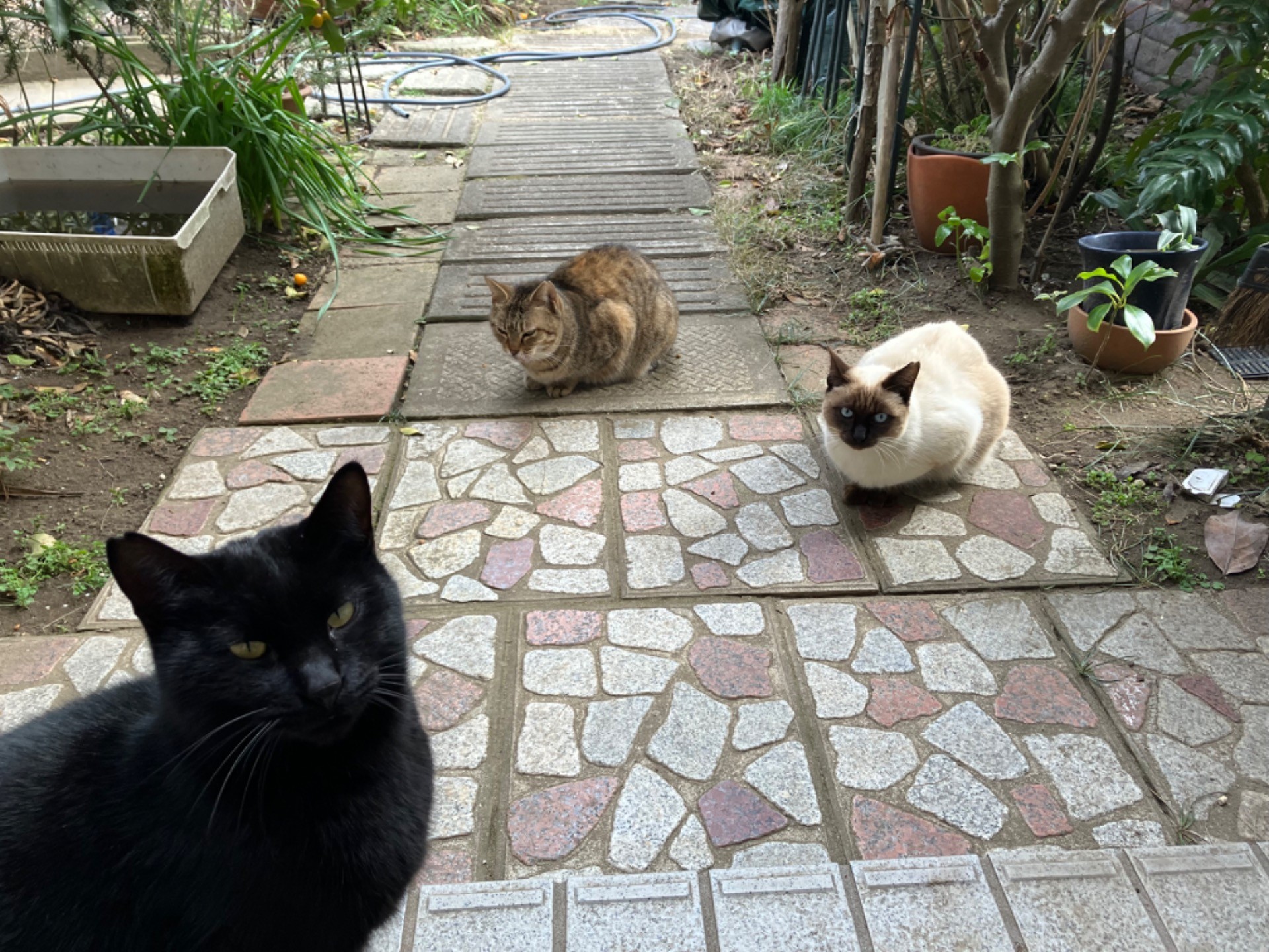 さくらねこの集会