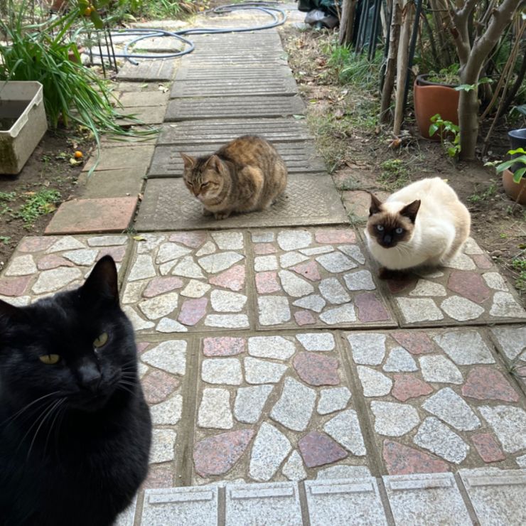 さくら猫の集会
