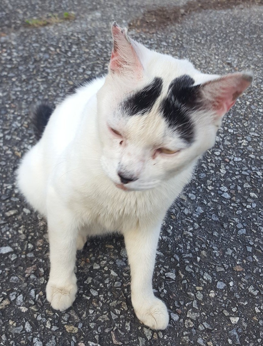 耳カビの治療