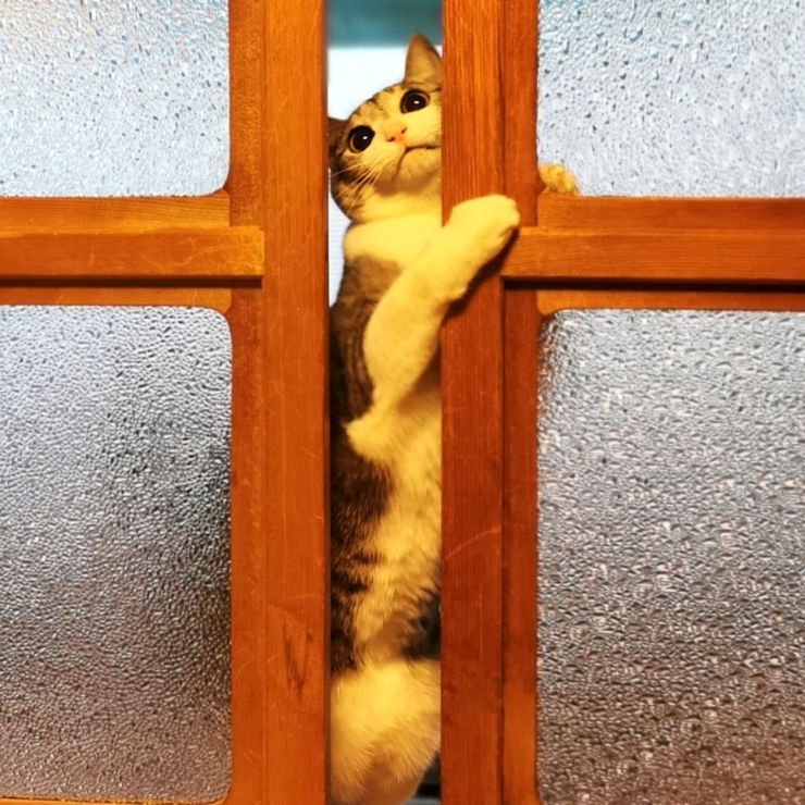 こだわり