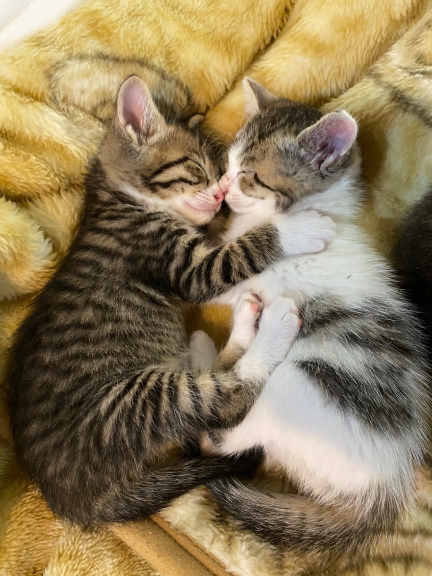 抱き合う兄弟猫