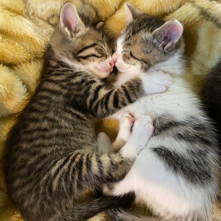抱き合う兄弟猫