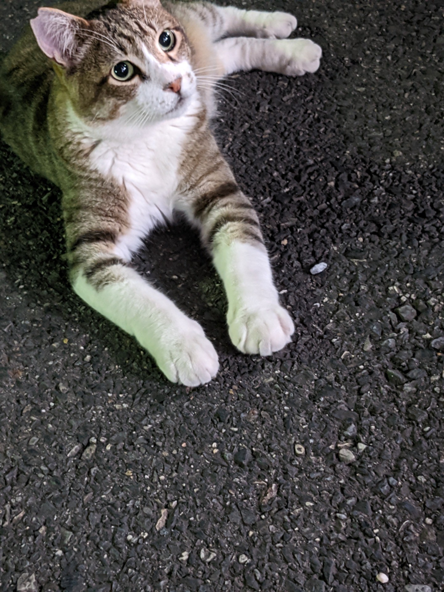 真夜中のさくらねこ