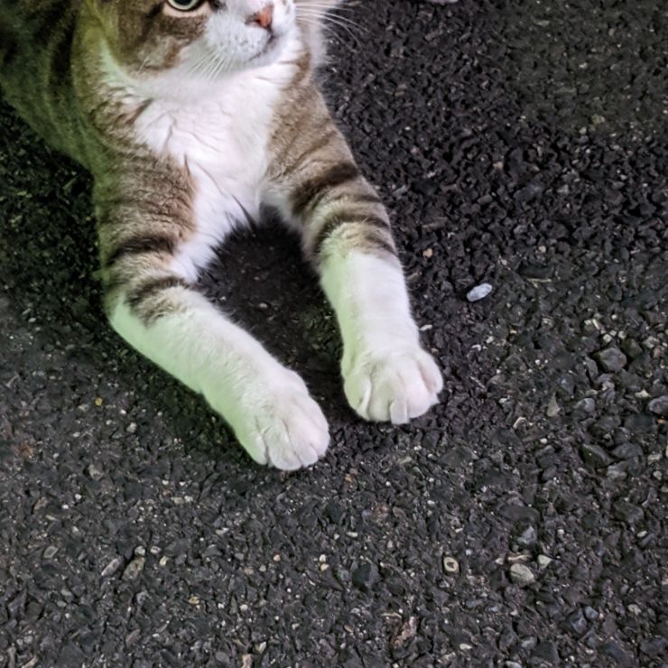 真夜中のさくらねこ