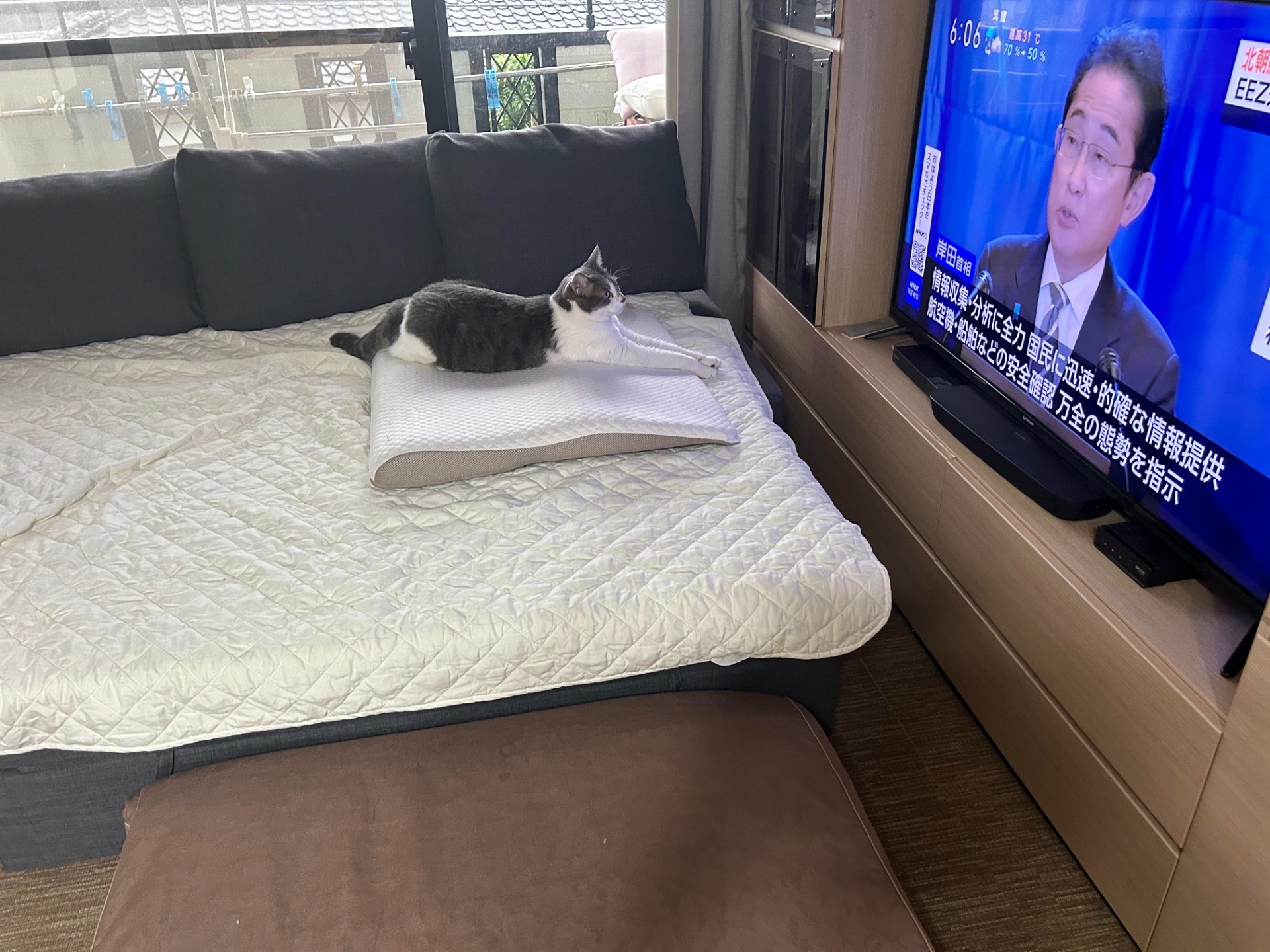 総理大臣！にゃんこの住みやすい街を作ってくれニャン！