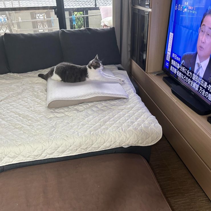 総理大臣！にゃんこの住みやすい街を作ってくれニャン！