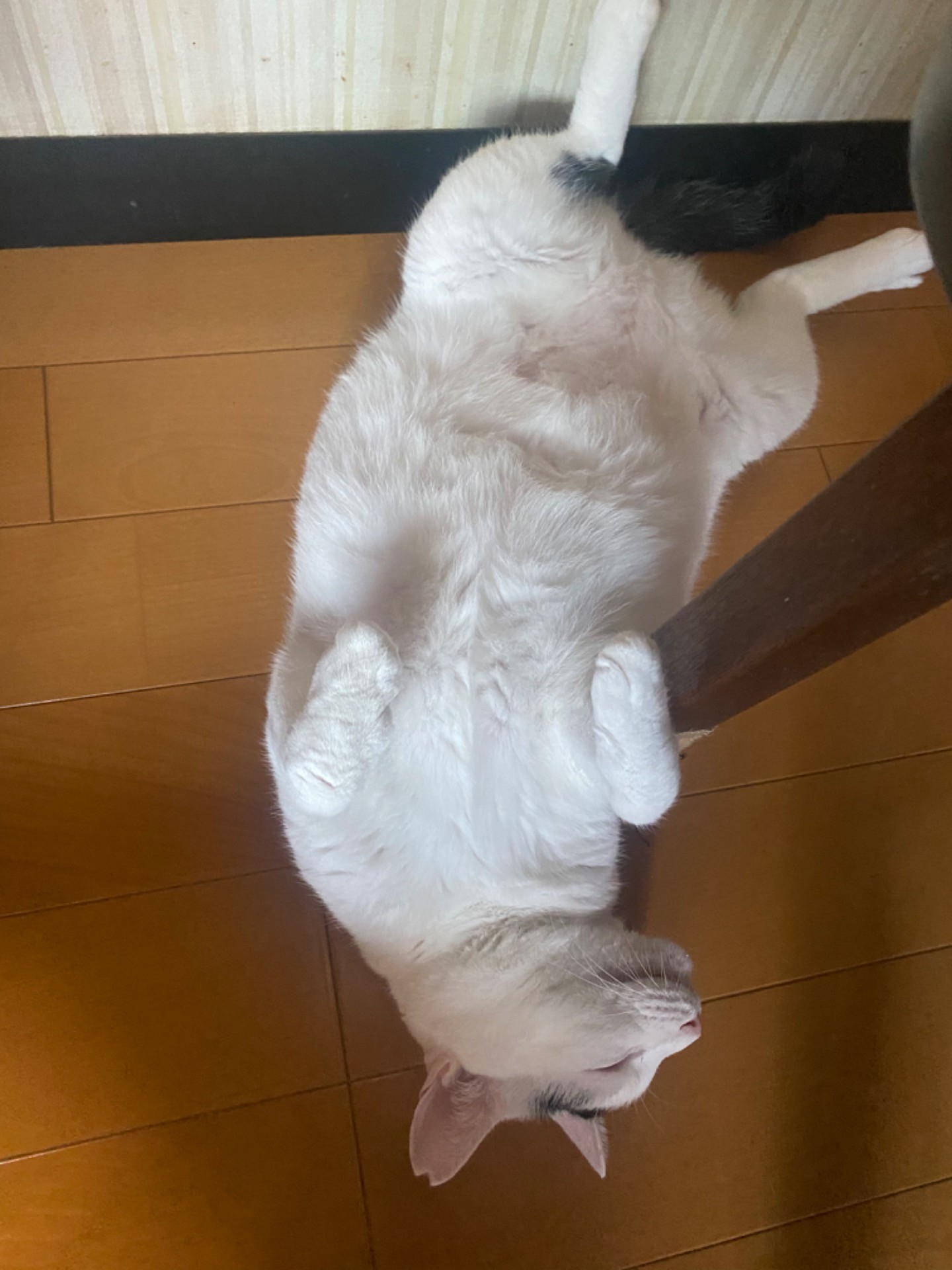 我が輩は保護猫様だ