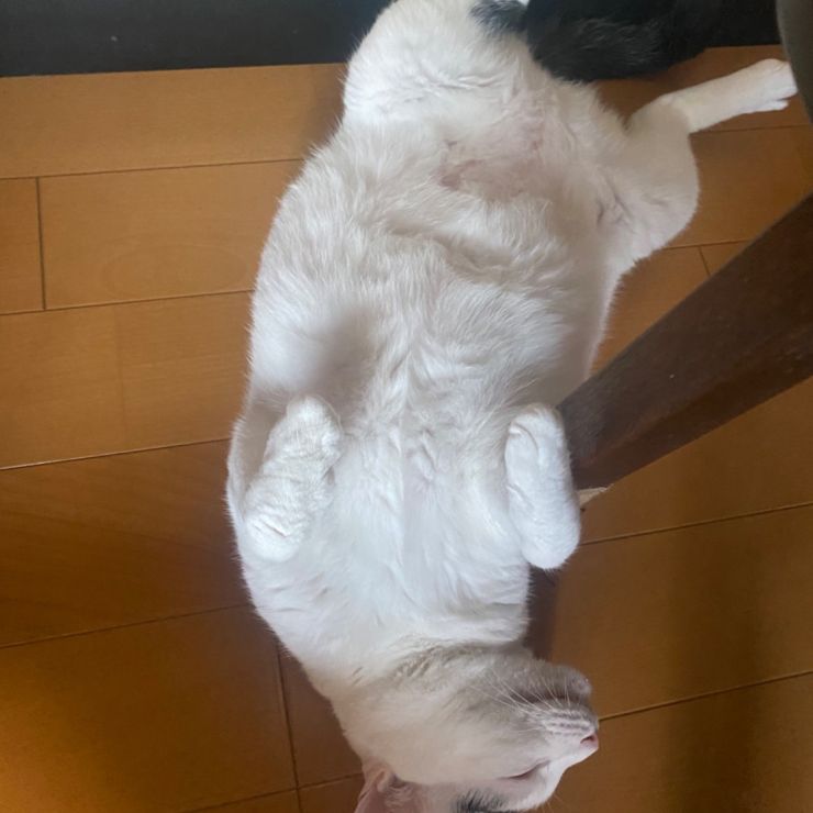 我が輩は保護猫様だ