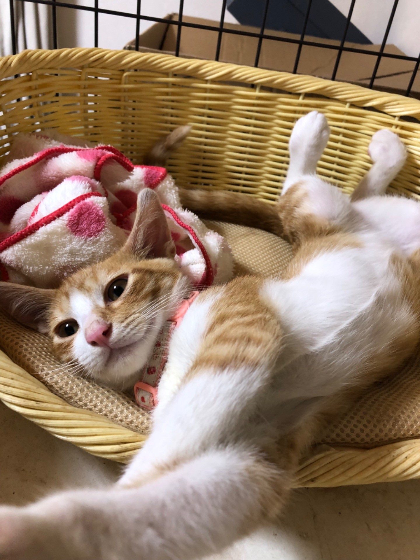 すっかりリラックス。