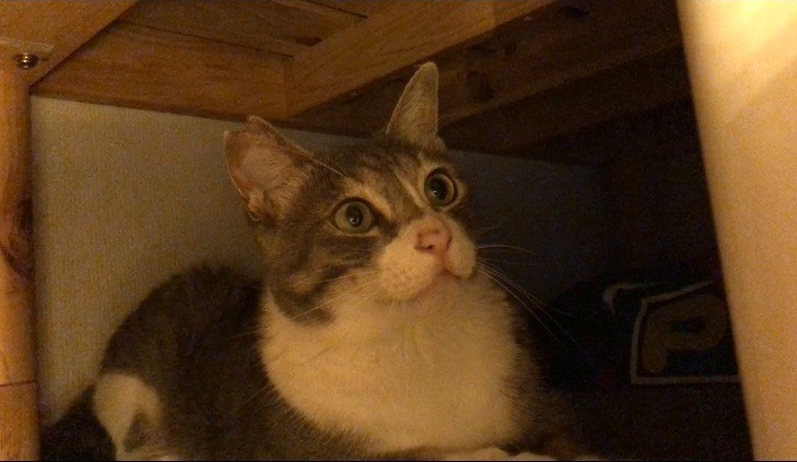 新しい猫生