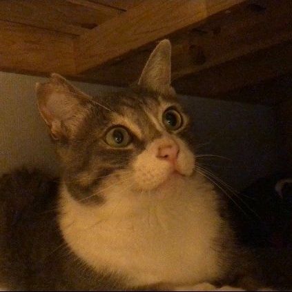新しい猫生
