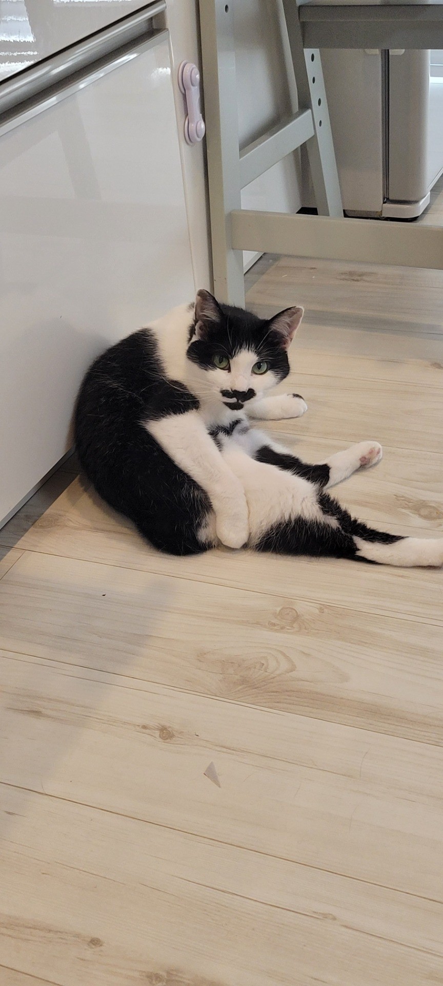 くつろぐぬこ