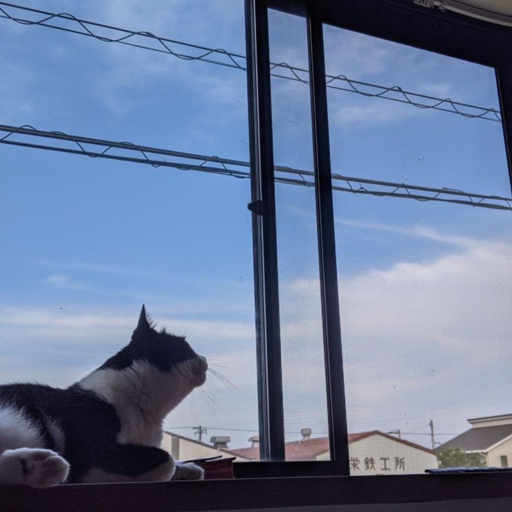 今日は晴れだ