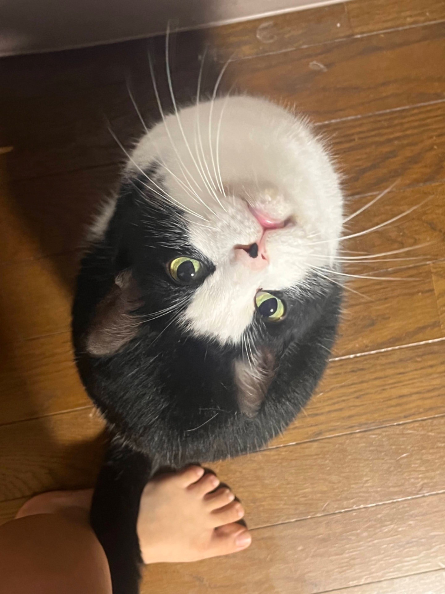 ご飯ちょーだい