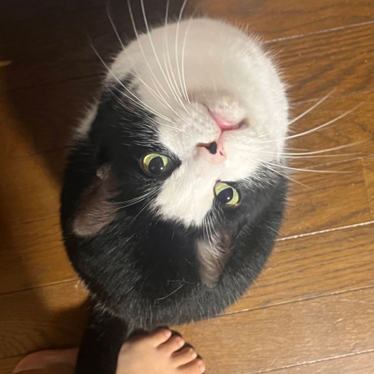 ご飯ちょーだい