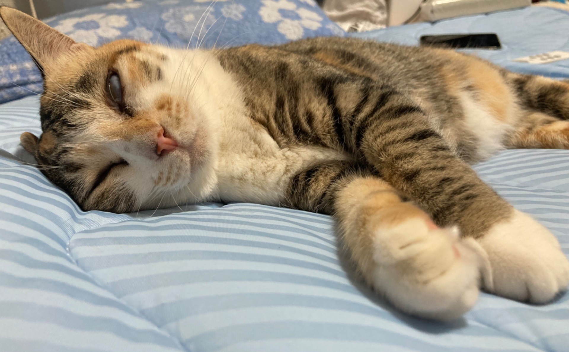 大人になっても子猫みたい！