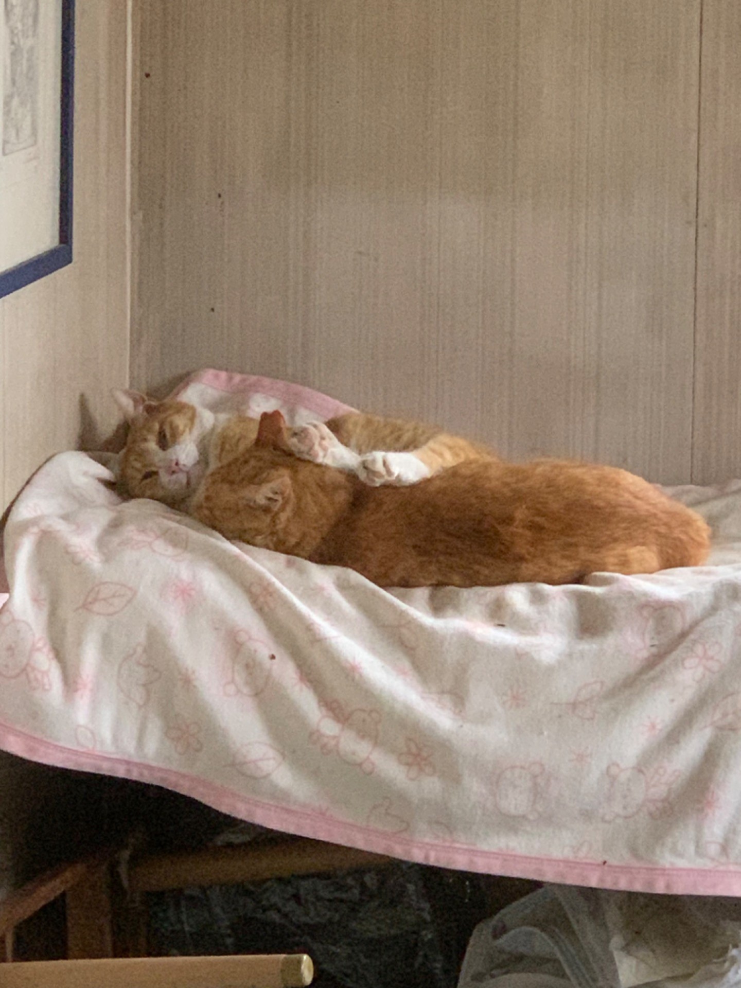 あらいいわね
