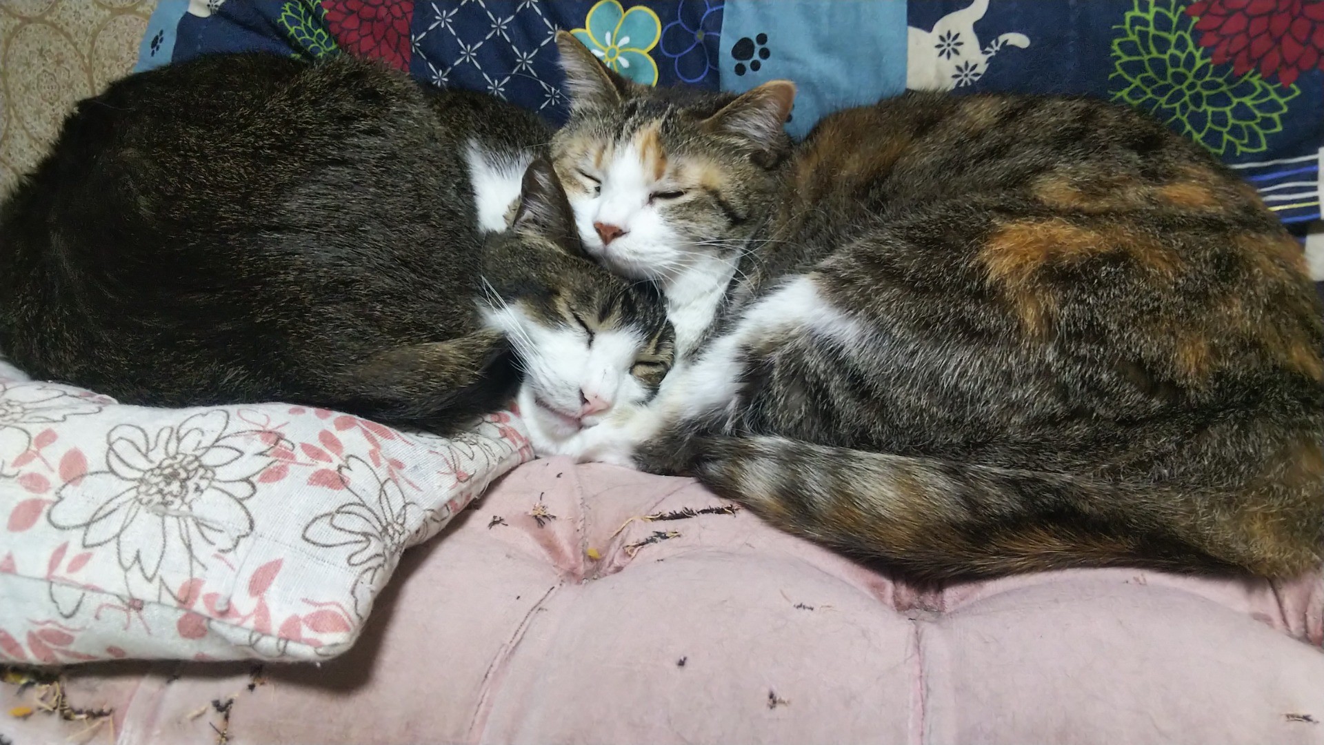 いつもいっしょに