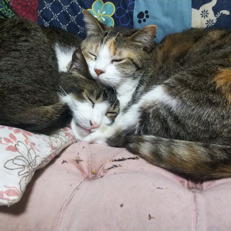 いつもいっしょに