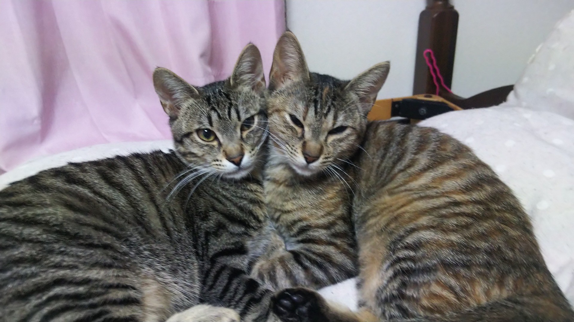 いつもピタっと
