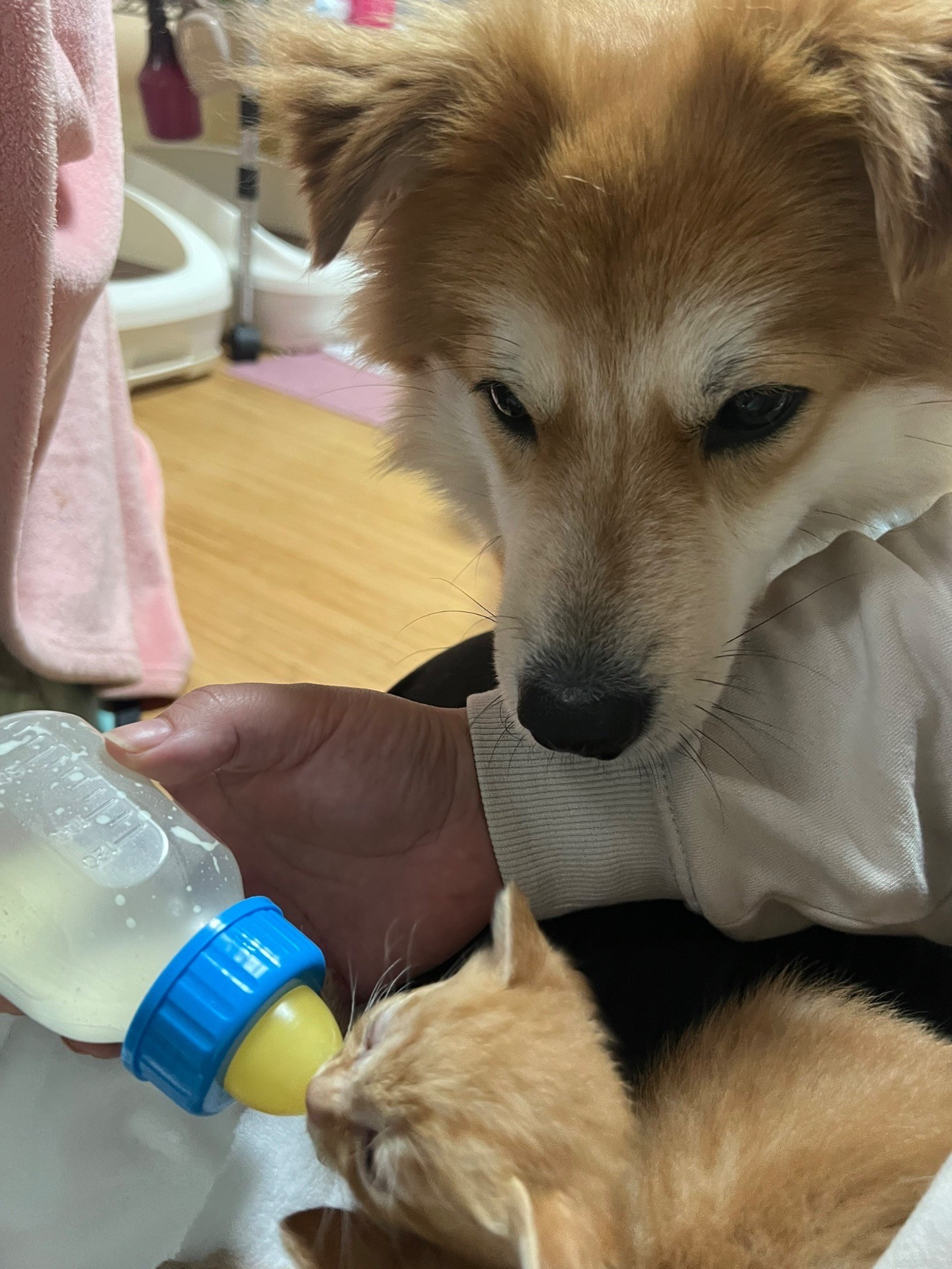気になる！！