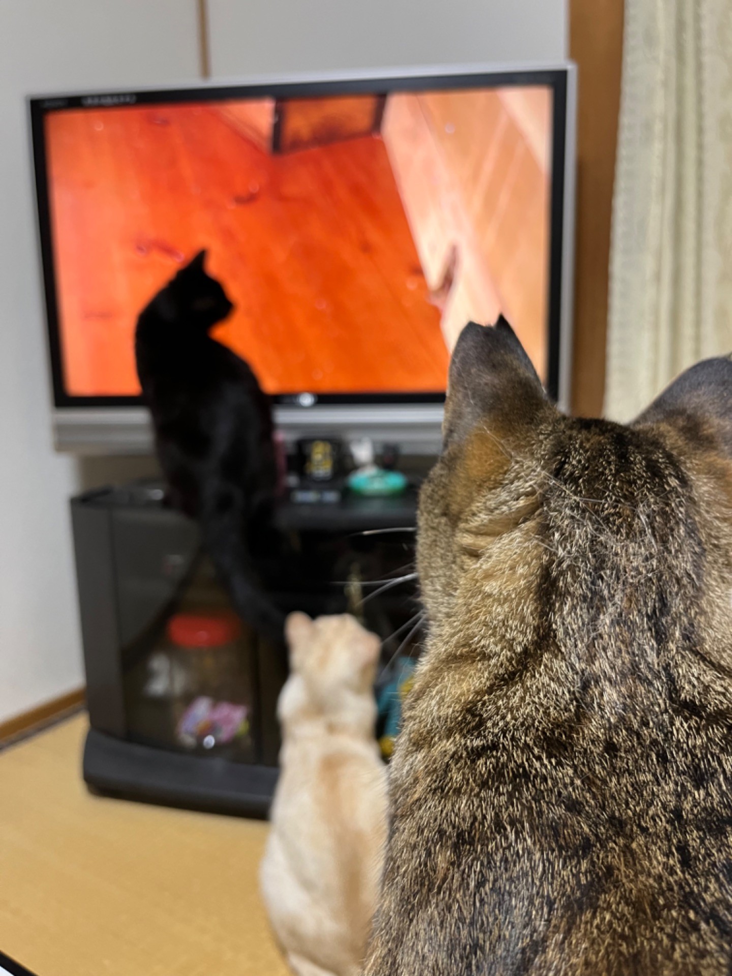 家族ができました。