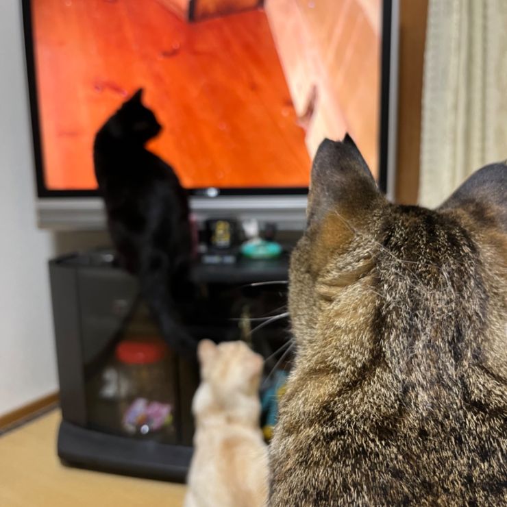 家族ができました。