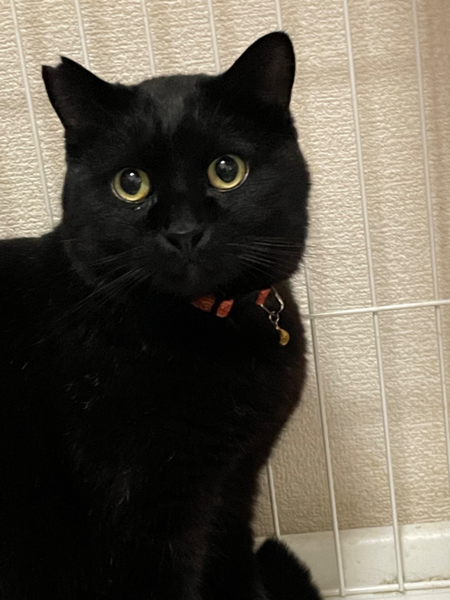 保護猫タオ