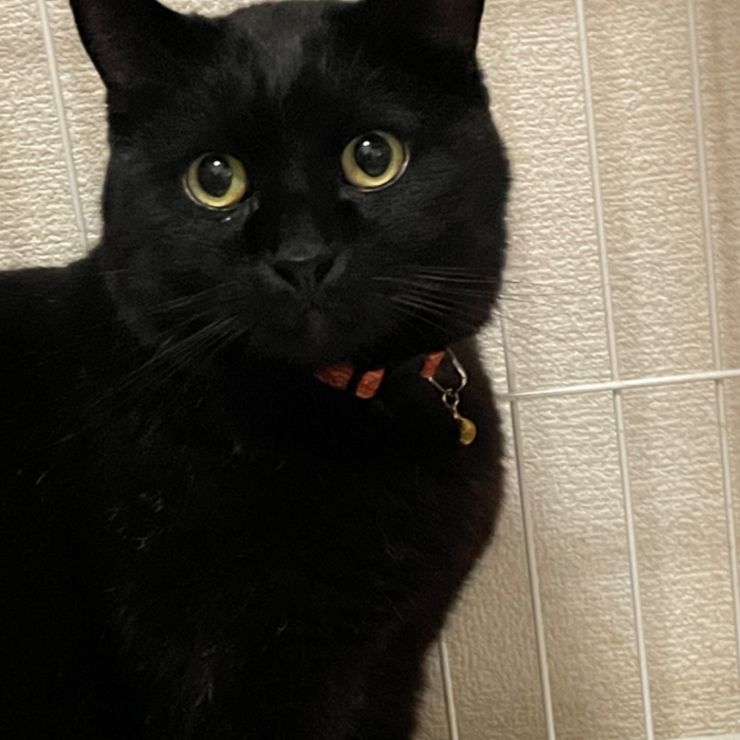 保護猫タオ