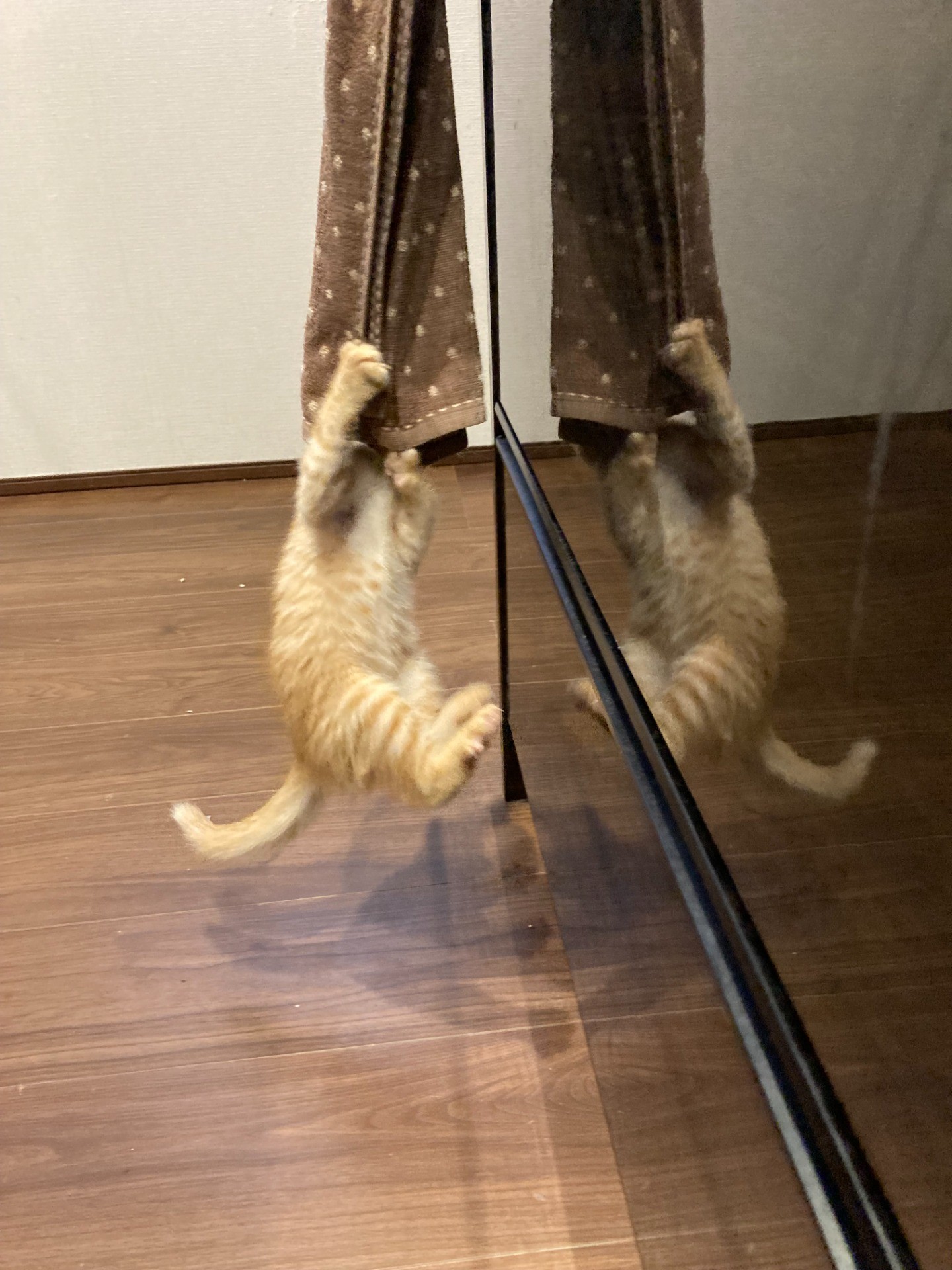 将来は体操選手？！