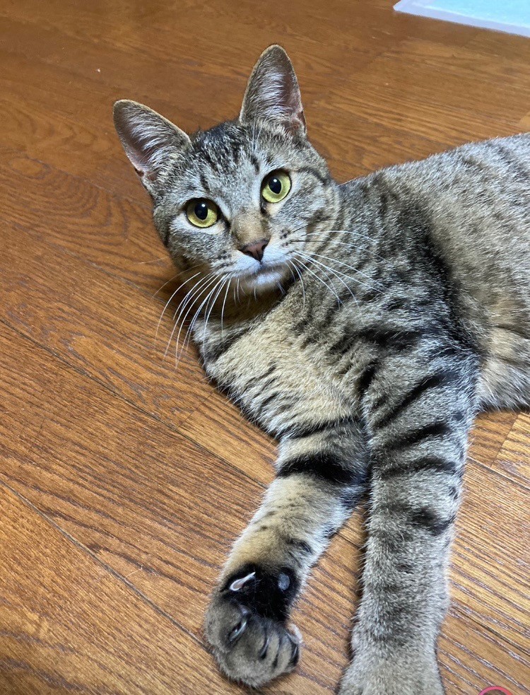 お転婆さんのミミ