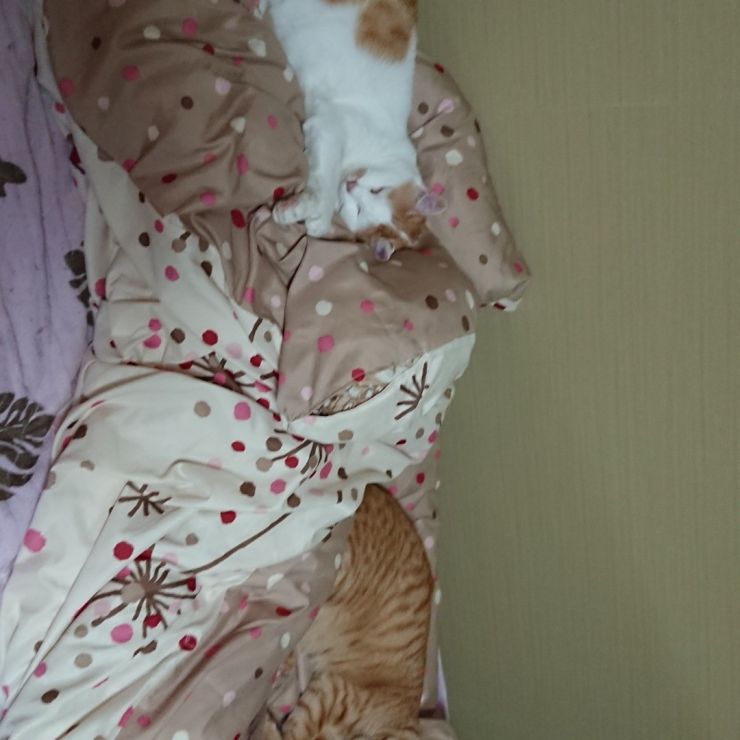 いのちつないだニャンコ！