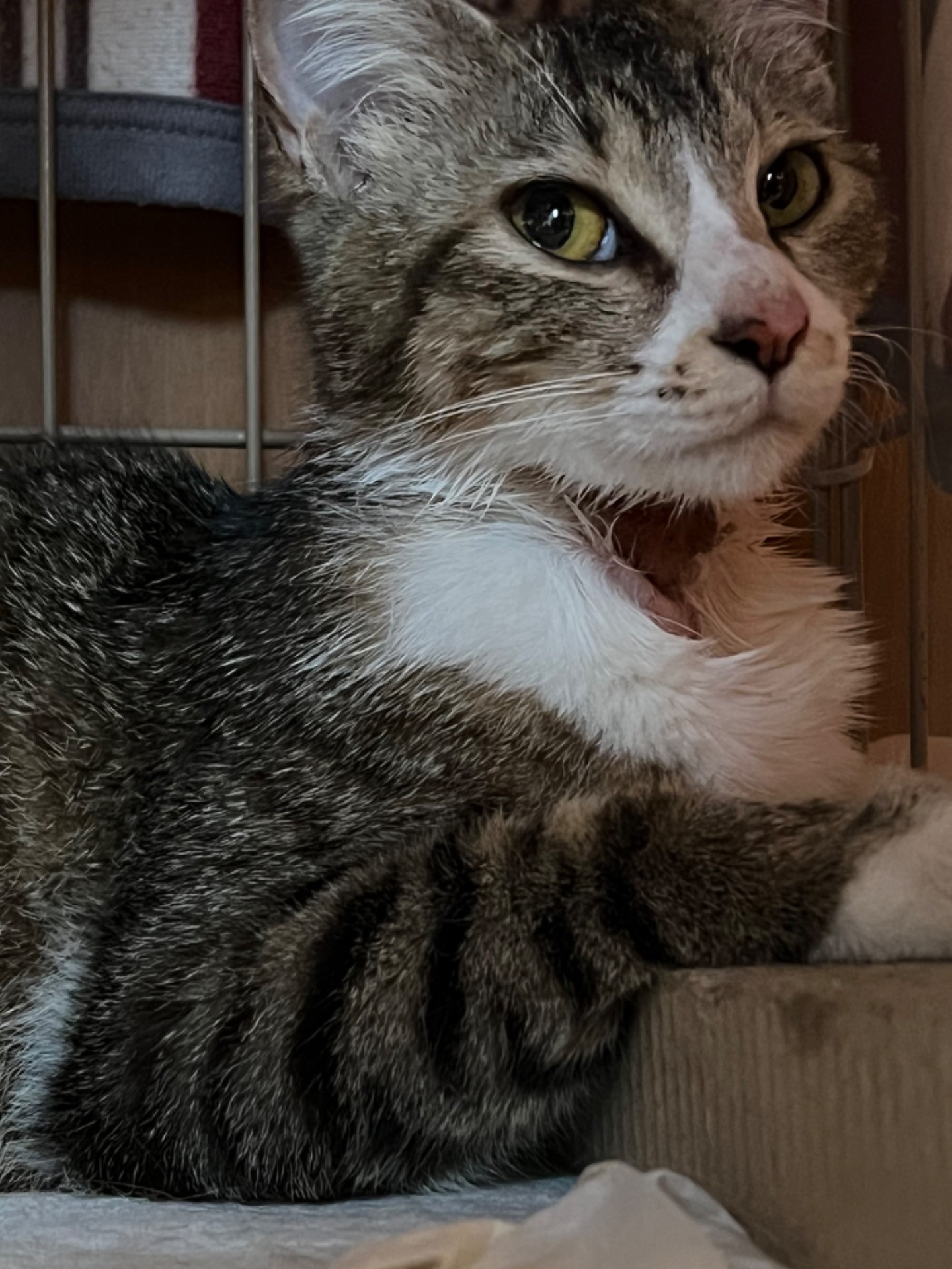 大怪我 妊婦猫の いのちをつなぐ。
