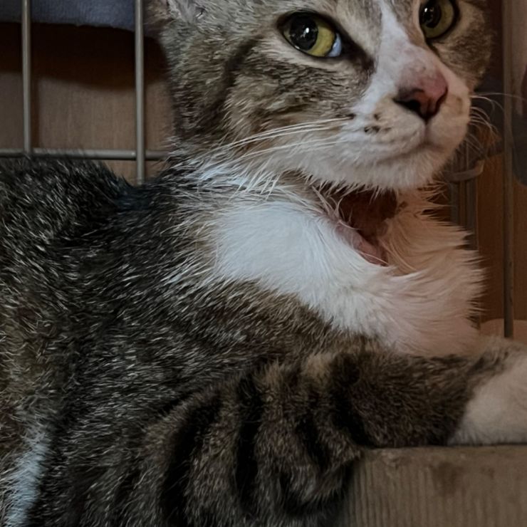 大怪我 妊婦猫の いのちをつなぐ。