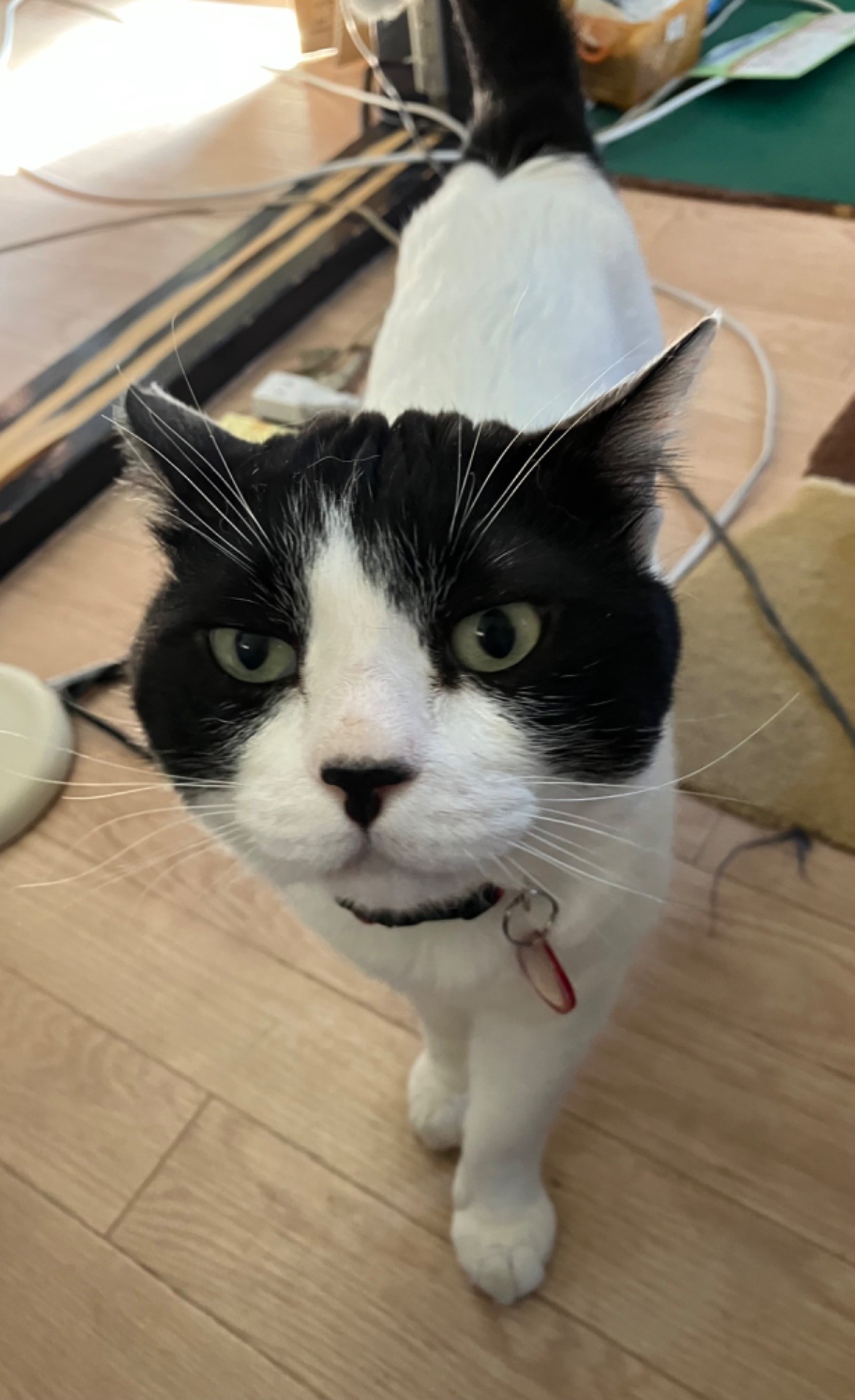天国の飼い主さんに逢いたい？