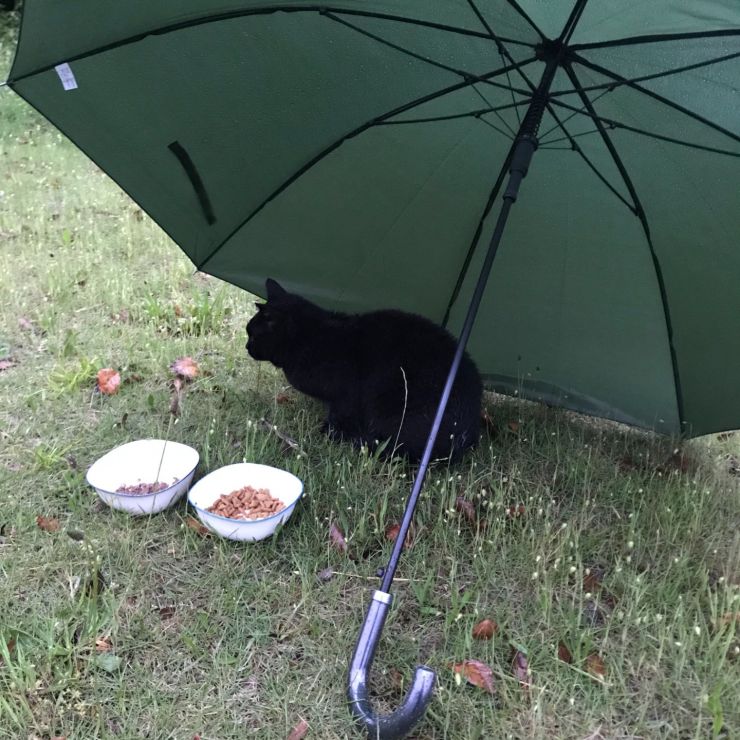 工業地帯内の猫達。