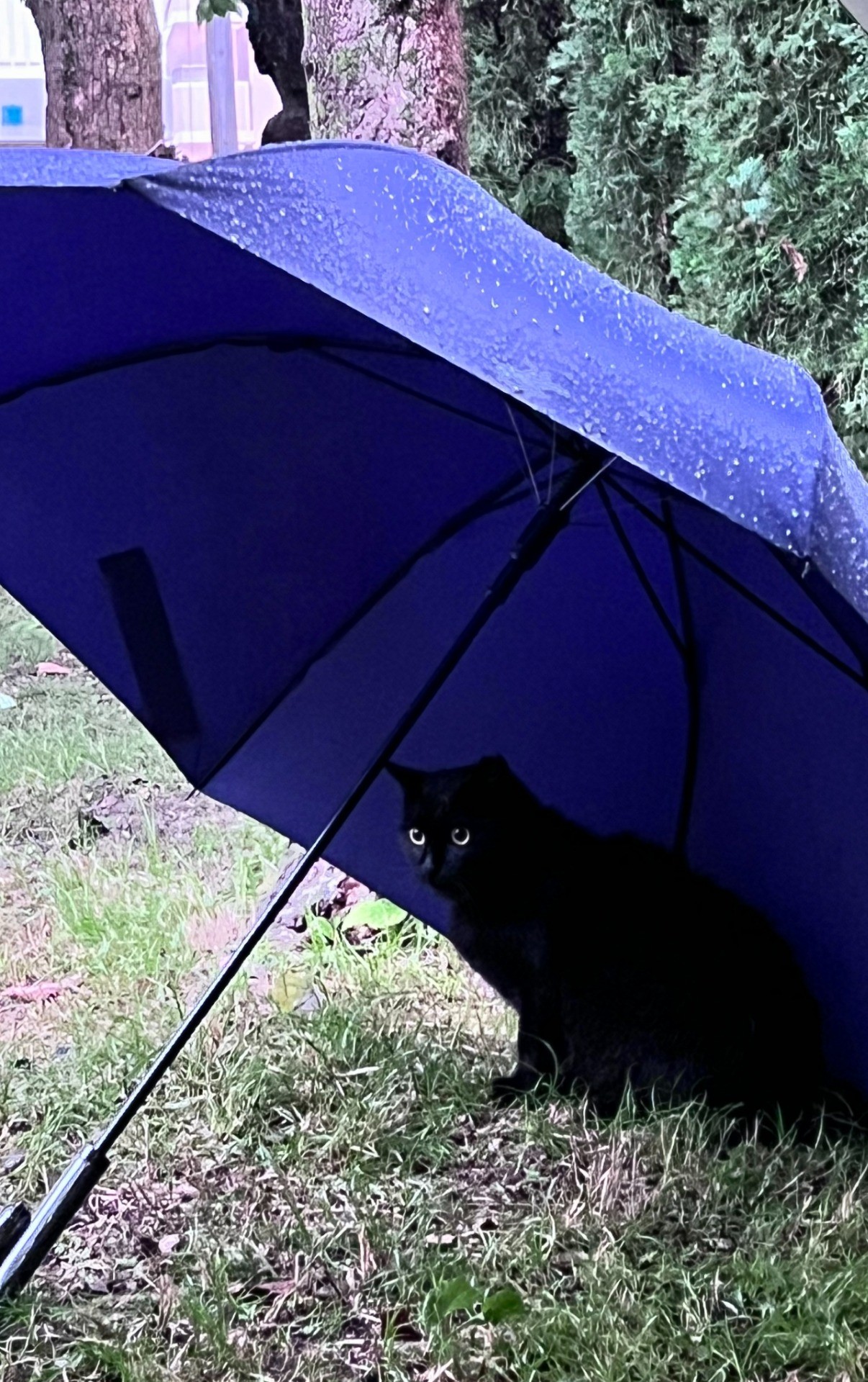 さくらねこを増やす活動