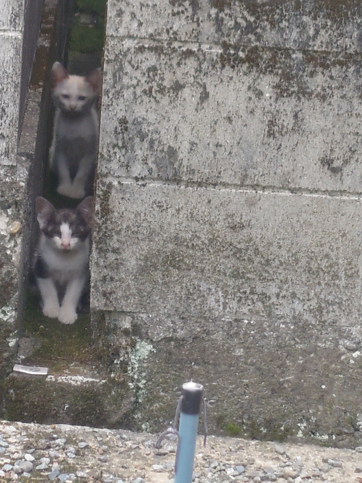 のびのびと生きたい野良猫の子猫ちゃんたち