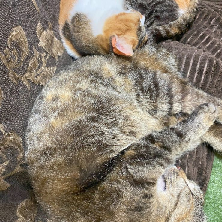 コタツ布団でごろにゃん