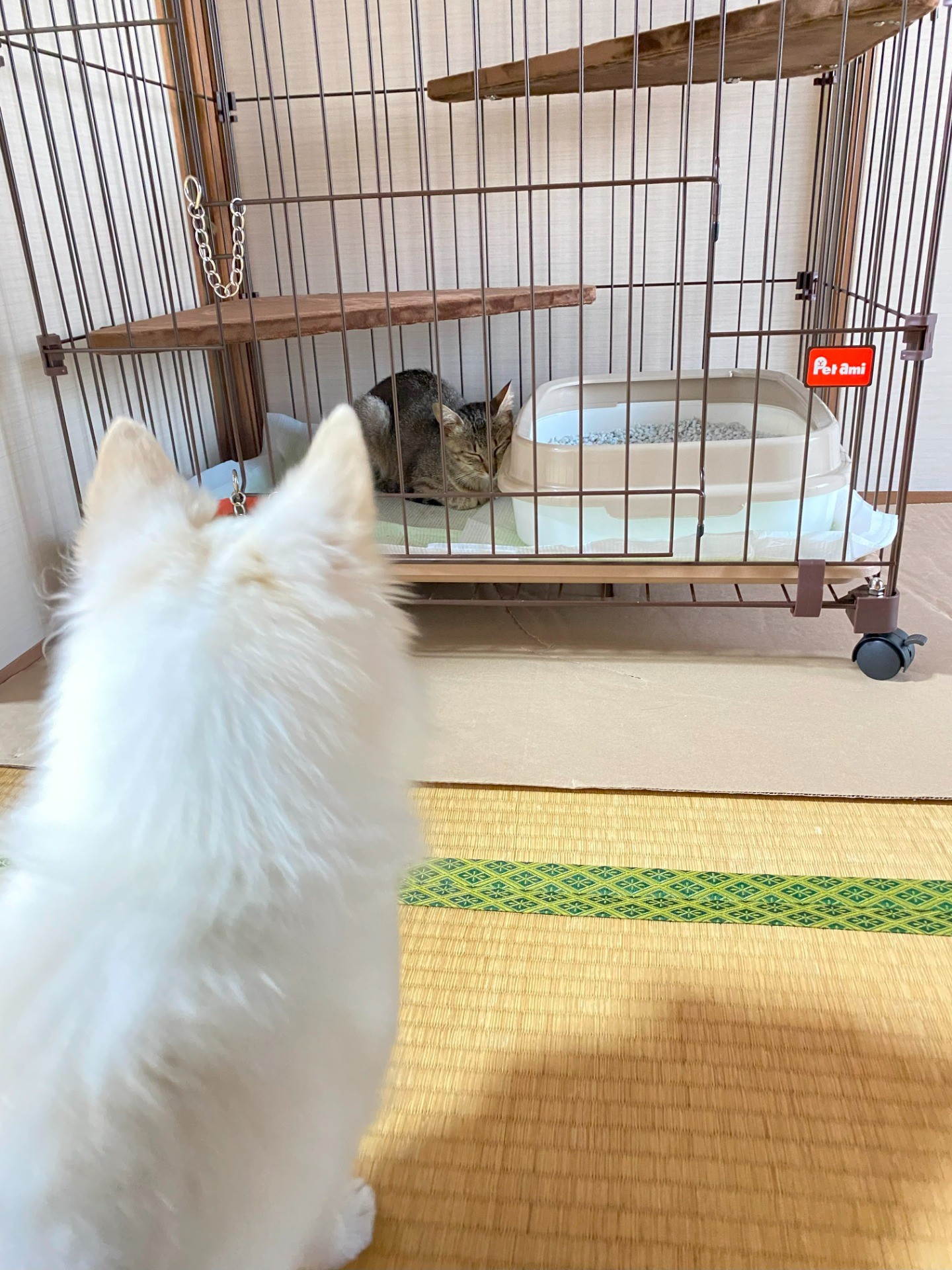 ともだちになりたいワン