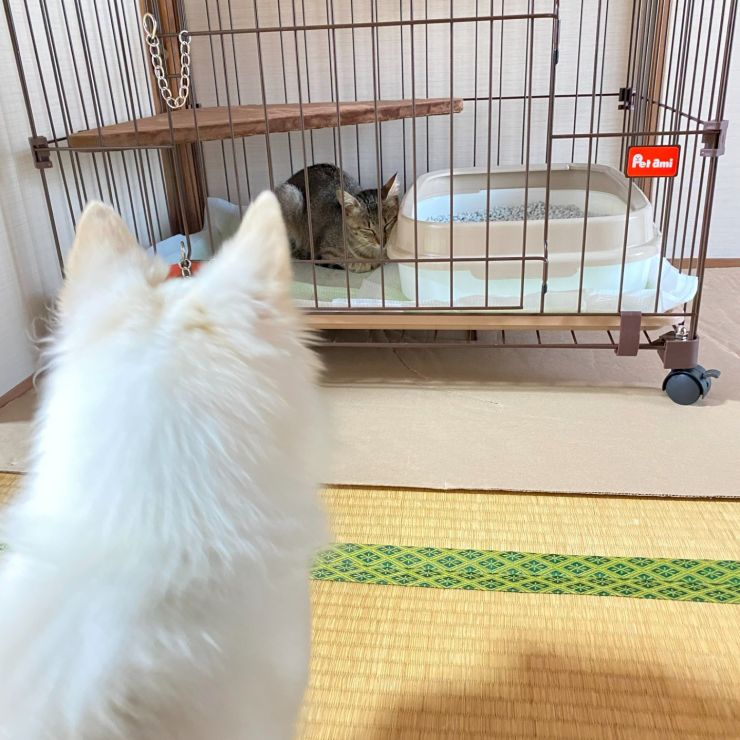 ともだちになりたいワン