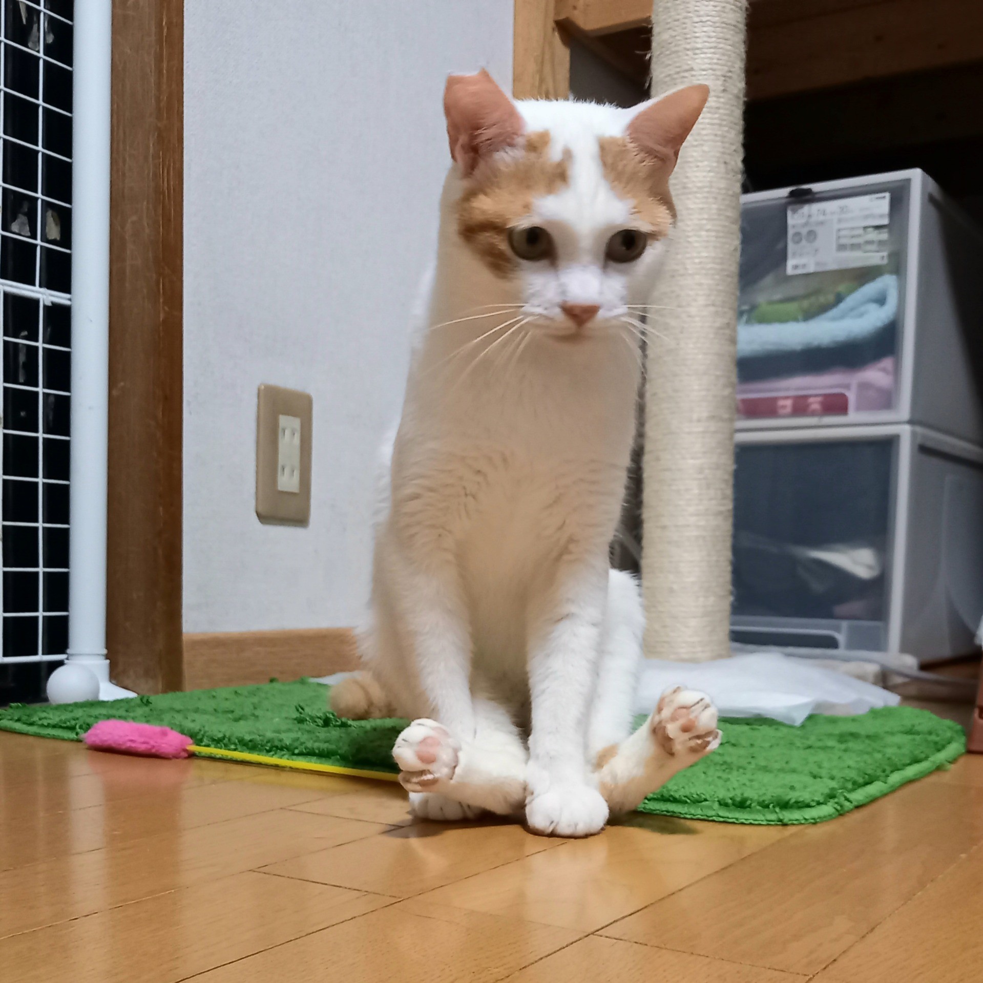 足が不自由だけど
