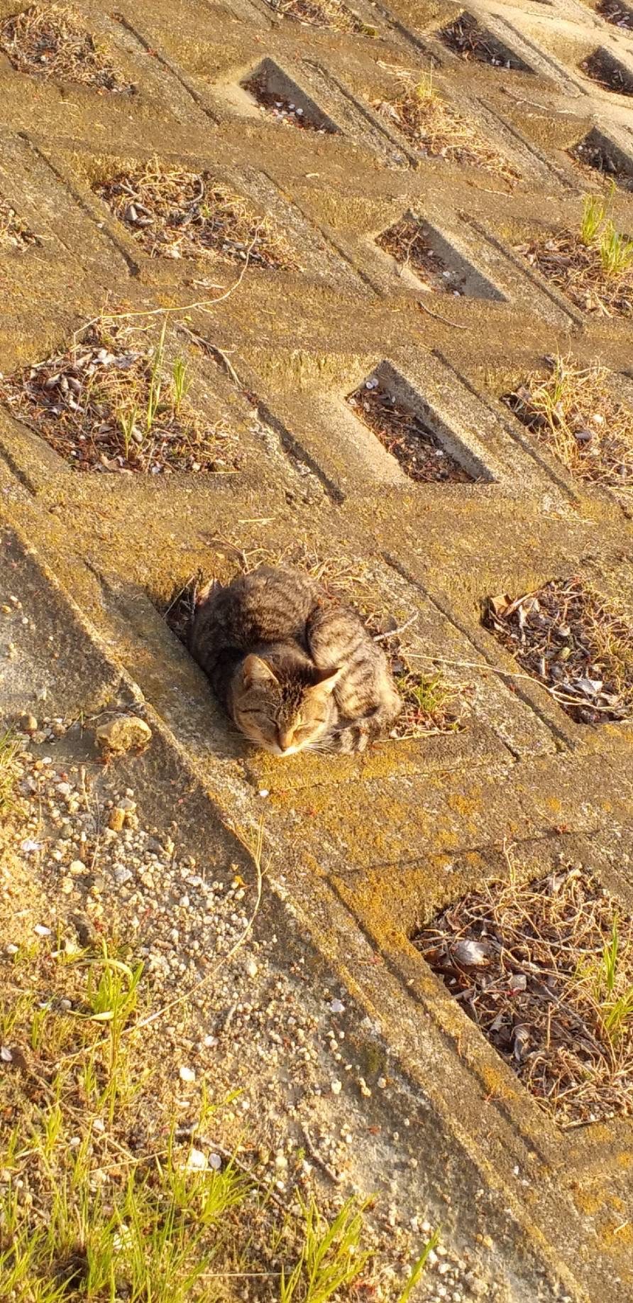 さくらねこ