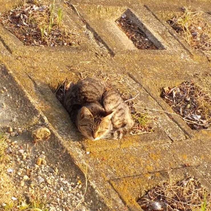 さくらねこ