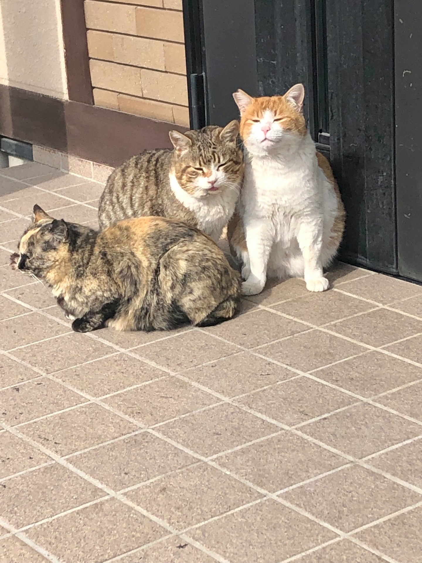 我が家のさくらねこズ