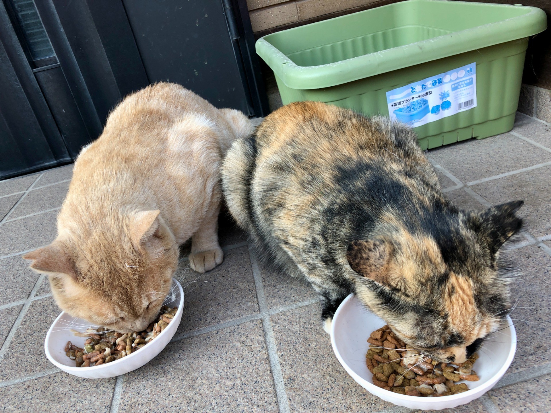 ご飯たくさん食べてね