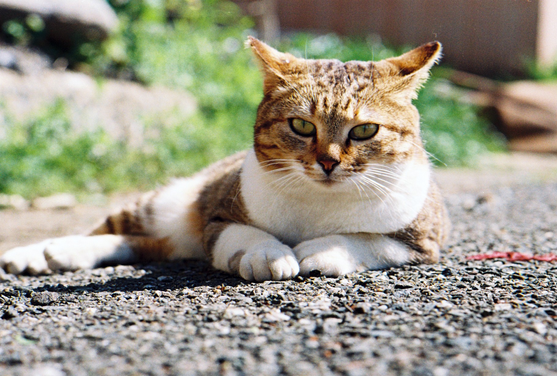 春のひなた